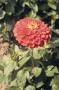 Seminte profesionale Zinnia elegans  - Circiumarese - imagine 48790